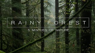 The Rainy Forests of British Columbia | 5 Minutes of Rain & Birds Sounds in The Forest