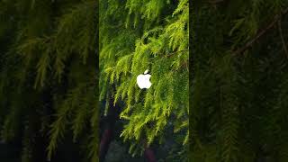 iphone #iphone #apple #camera