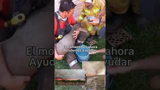🙏 LA AYUDA DE LOS BOMBEROS A LOS ANIMALES EN CORRIENTES 🙏