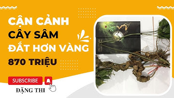 Cận cảnh CÂY SÂM "đắt hơn vàng" 870 triệu - Đặng Thi - Sâm Ngọc Linh Việt Nam