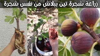 طريقة جنونية  لزراعة شجرة تين من نفس الشجرة خلال وقت قصير How to grow a fig tree