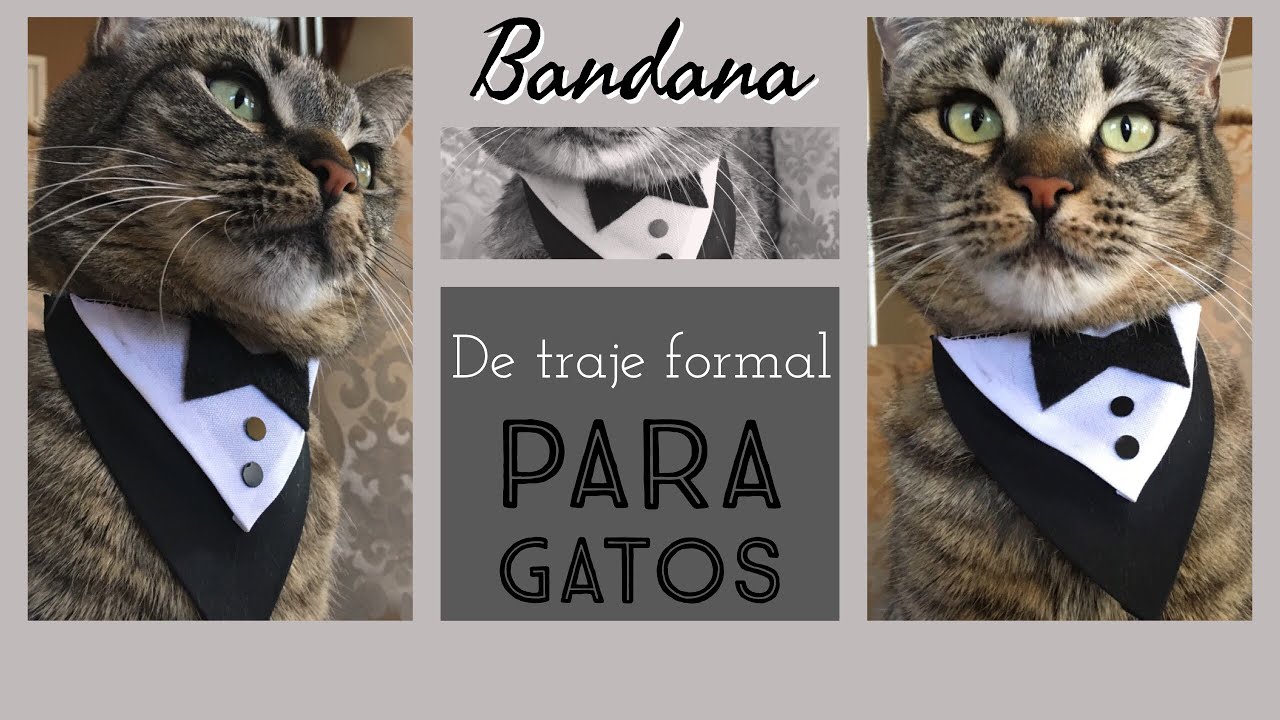 Bandana formal para Gatos -