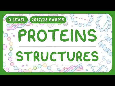 A-Level Biology - Proteins: Structures - 4 Main Levels | Bonds (2027/28 exams)
