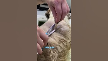 How to remove those knots! #lovemud #doggroomingtips #dogs #howto #doglover #howtogroomadog