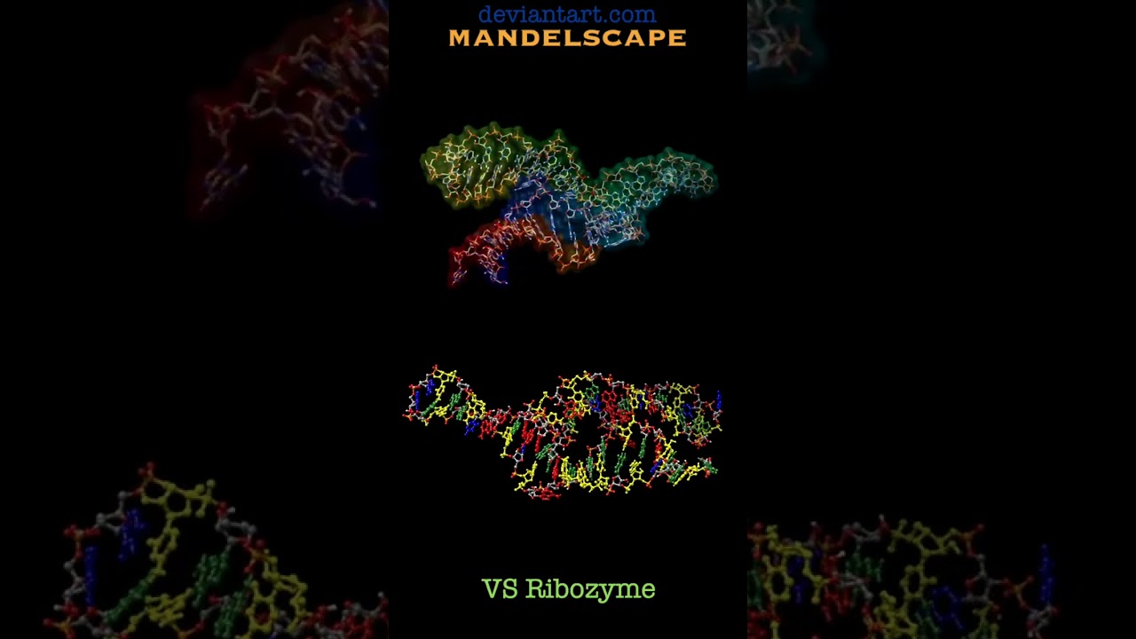 Molecular ribozyme animation