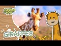 Giraffe facts  animal facts for kids  george  toby wildlife rangers