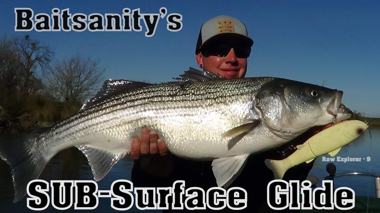 TOP COLOR CHOICE  FOR BIG DELTA STRIPED BASS! 