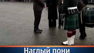 НАГЛЫЙ ПОНИ КУСАЕТ ПРИНЦА ГАРРИ