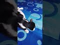 si manis lagi enak bobo di gangguin
