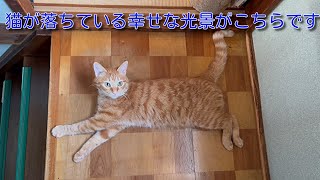 【茶トラ】猫が落ちている幸せな光景がこちらですHere is a happy scene of a cat falling down by 茶トラ猫 てつのくうねるあそぶな日々 136 views 6 months ago 1 minute, 29 seconds