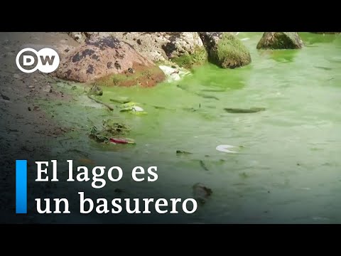 Video: ¿Por qué el lago okeechobee está tan contaminado?