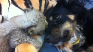 Savanna the Cheetah Cub Loves Blakely - Cincinnati Zoo