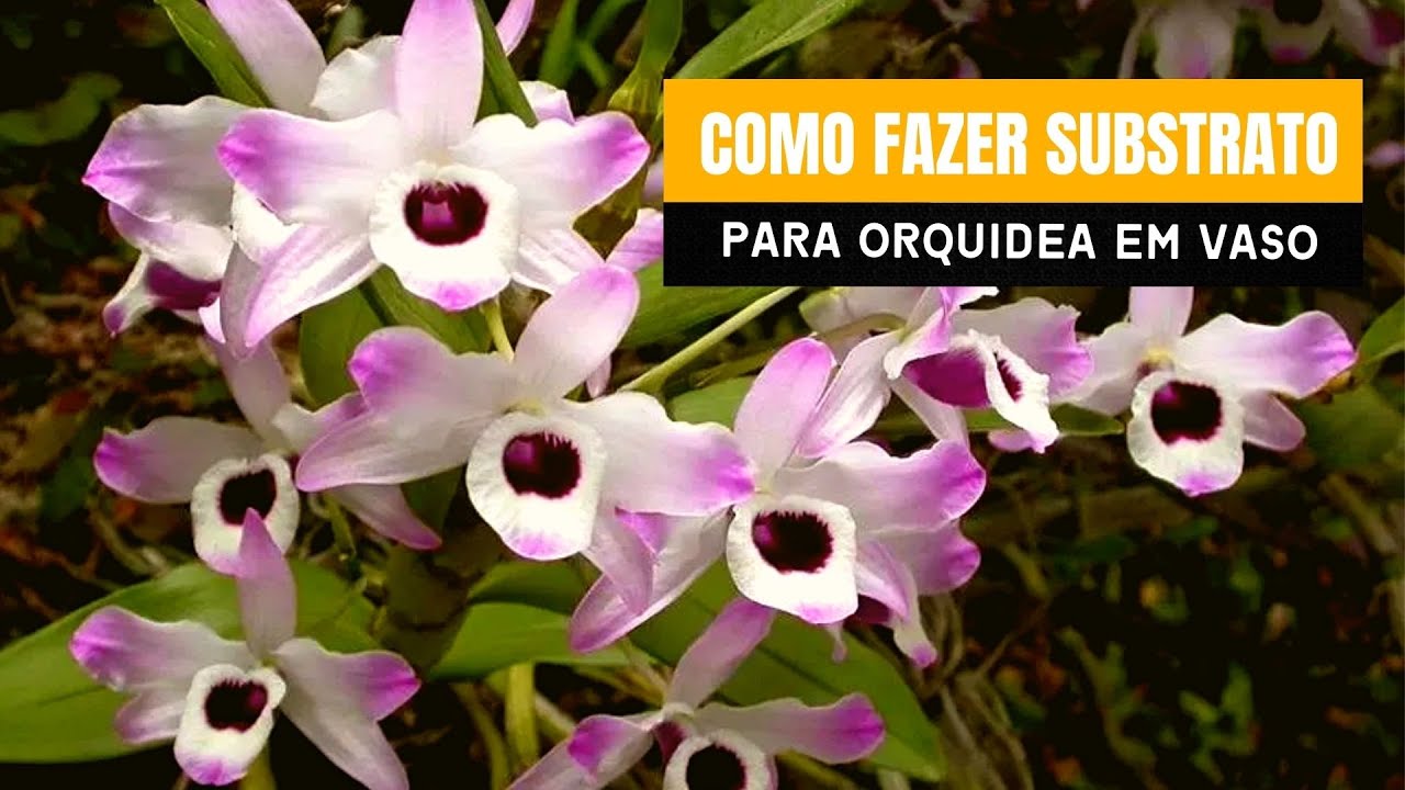 COMO PLANTAR orquídea olho de boneca EM VASO - QUAL SUBSTRATO USAR E COMO  CUIDAR - thptnganamst.edu.vn