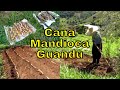 Plantando Cana, Mandioca e Feijão Guandu - Transição Cidade Campo