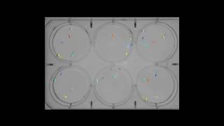 Zebrafish swimming activity testing in 6 well plate