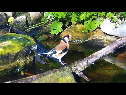 Καρδερίνα(Σγαρτήλι)-Goldfinch-Carduelis Carduelis