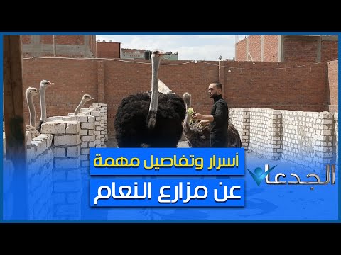 مزرعة العالمية للنعام أسسها شابين زي الورد و نجحوا في تكوين أسر كاملة