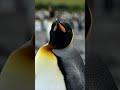 See king penguins up close in South Georgia #wildtravel #robertefuller #kingpenguin