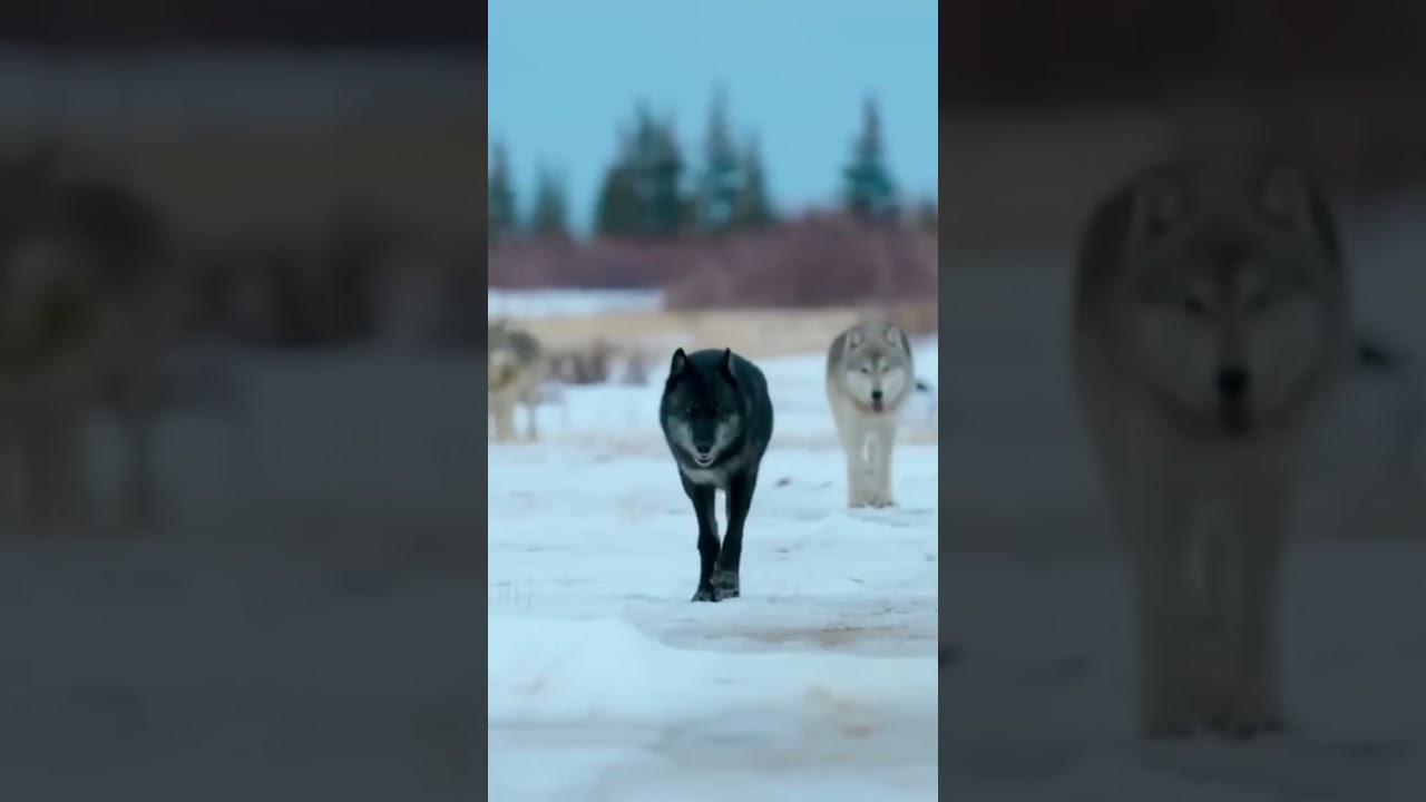 Wolves, original music video. 