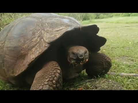 GLYWO500 - Glimpses of Galapagos - Santa Cruz stop over