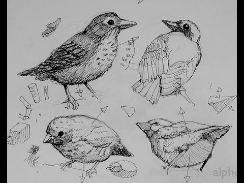 Ink Drawings Of Birds