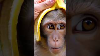 Muz Kabuğuna Hayır Diyemeyen Tatlı