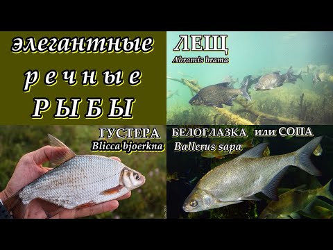 ГУСТЕРА, БЕЛОГЛАЗКА и ЛЕЩ (Элегантные речные рыбы)