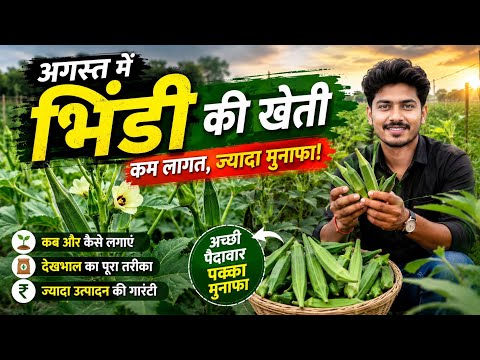 अगस्त में भिंडी की खेती ऐसे करें 🌱 60 दिन में तगड़ी पैदावार | पूरी जानकारी 2026