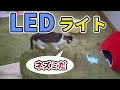 【LEDライト】ネズミさんのLEDライトで猫と遊んでみました