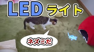 【LEDライト】ネズミさんのLEDライトで猫と遊んでみました