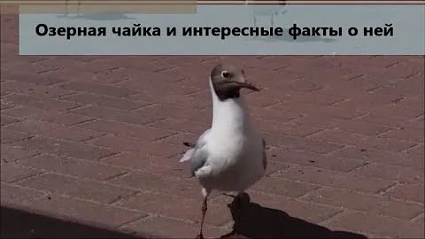 Озерная чайка и интересные факты о ней