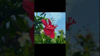 ✨ Tu Hi Hai Aashiqui (Solo) | Arijit Singh | Pure Love Feel | Viral Short ❤️‍🩹