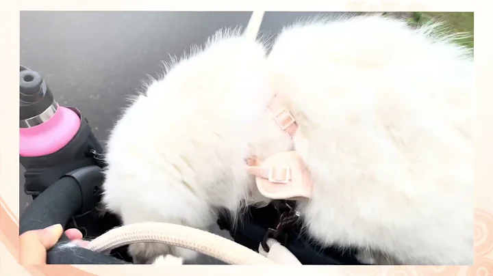 Watch the video about Our Siberian Forest Kitten! Has a Ride on the Stroller (54)