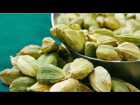 اسهل طريقة لزراعة الهيل الحب هان في المنزل زراعة منزلية