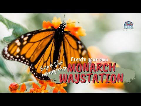 Video: Wie die Herbstreinigung der Monarch Waystation im nächsten Jahr helfen kann