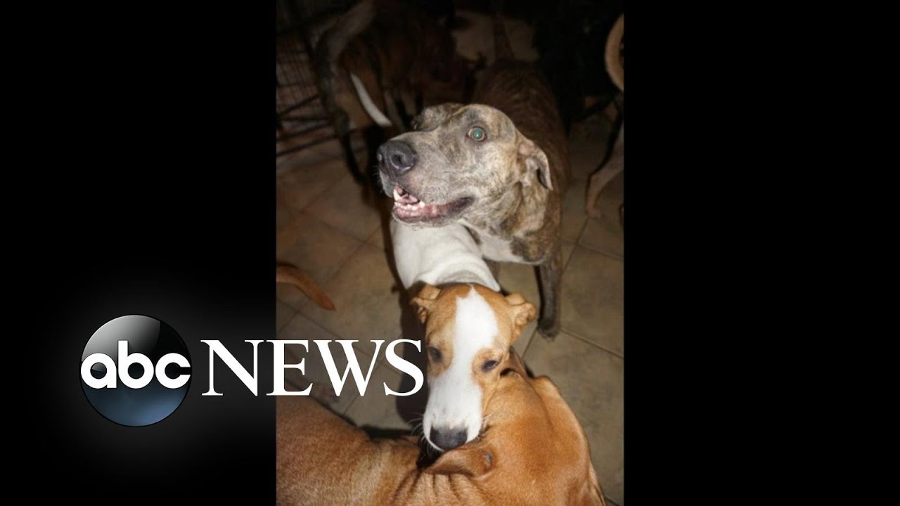 0,000 donated to Bahamas woman who took in 97 rescue dogs