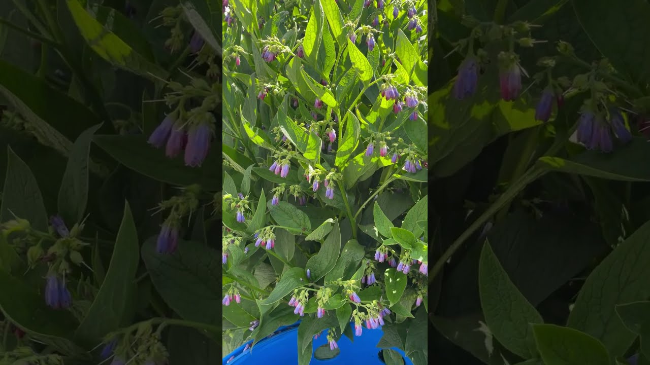 You NEED This Plant Why Russian Comfrey Is A Must Have Plantlovers Gardening Uses Pollinators