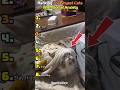 Why Are These Cats So Shy?! 😳 (Ranked!)