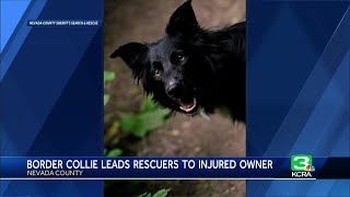Border collie helps find rescuers after owner falls 70 feet in Nevada County, group says