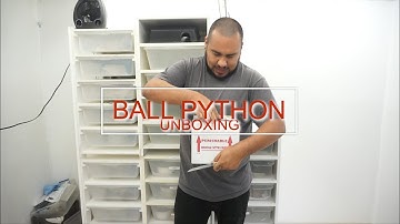 JKR ball python UNBOXING