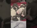 Bedtime 🌙 at Winners Circle Bullyfarm LLC #dogfamily #americanbully #puppy