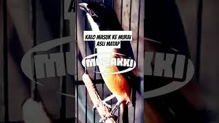 Download Lagu MASTERAN MEWAH MURAI BATU ASLI MANTAP #cendet #cendetgacor #cendetrollspeed #cendetrolltembak MP3