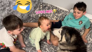 Babies Asks For Husky KISSES & GIGGLES Everytime She Gets Them!!.