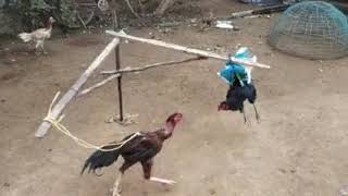 Cocks running