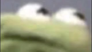 Botnut
