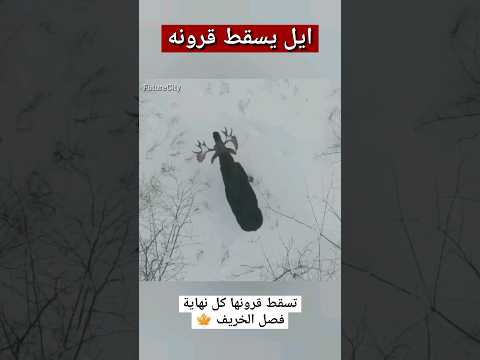 لماذا يسقط الموظ قرونه