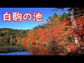 【絶景🍁紅葉】Beautiful autumn leaves in Japan: Shirakoma Pond, Nagano Prefecture【晩秋の白駒池】紅葉散策♪もののけ姫のような苔！