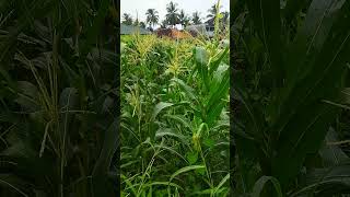 INDAHNYA JAGUNG BERBUNGA #jagung #jagungberbunga