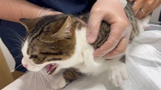猫を動物病院へ注射で暴れる子猫