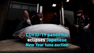 COVID-19 pandemic eclipses Japanese New Year tuna auction